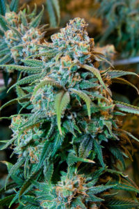 virágzó Cannabis Sativa növény
