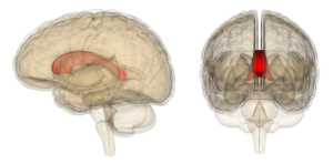 Corpus callosum elhelyezkedése az agyban