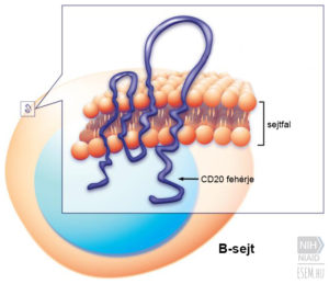 CD20 fehérjemolekula a B-sejt felületén