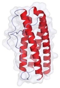 az IL-11 fehérjemolekula szerkezeti képe