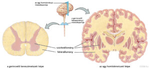 fehérállomány elhelyezkedése a gerincvelőben és az agyban